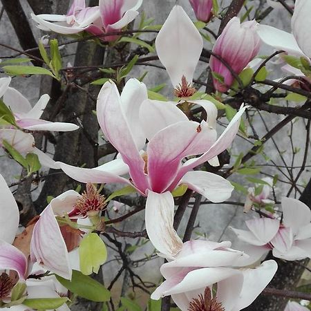 La Magnolia Appartamento Cascina Εξωτερικό φωτογραφία